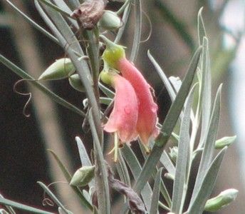 File:Eremophila youngii.jpg