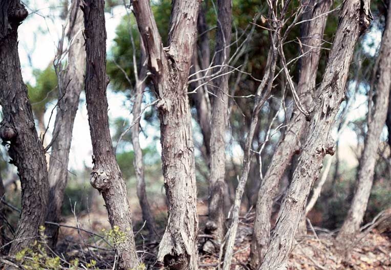 File:Eucalyptus arachnaea (bark).jpg