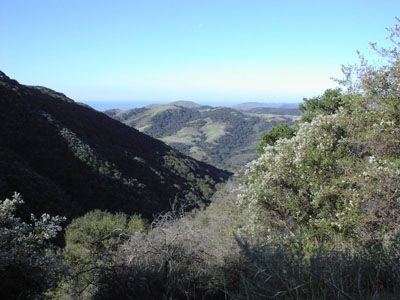 File:Gaviota sp1.jpg