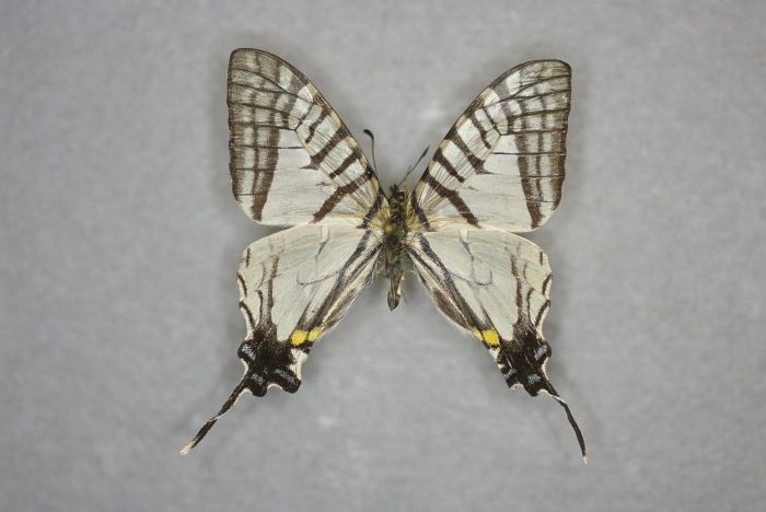 File:Graphium (Pazala) mandarinus-China, Sichuan, Yaan-E-MK-21121a.jpg