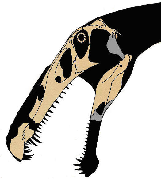 File:Irritator skull.png