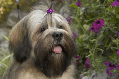 File:Lhasa apso.jpg