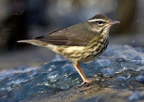 File:Louisiana-waterthrush-2 (cropped).jpg