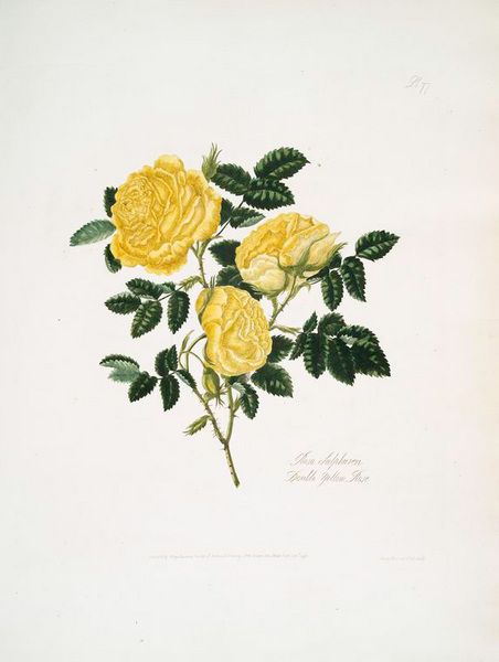 File:Mrs Lawrences Beautiful Roses.jpg