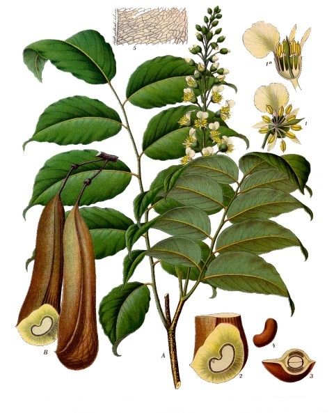 File:Myroxylon balsamum - Köhler–s Medizinal-Pflanzen-141.jpg