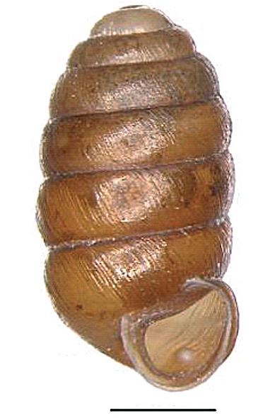 File:Pupilla pratensis shell.png