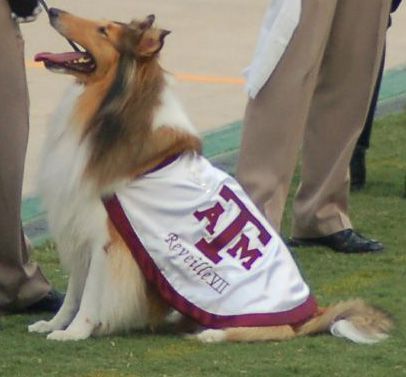 File:Reveille-TAMU-Mascot.JPG