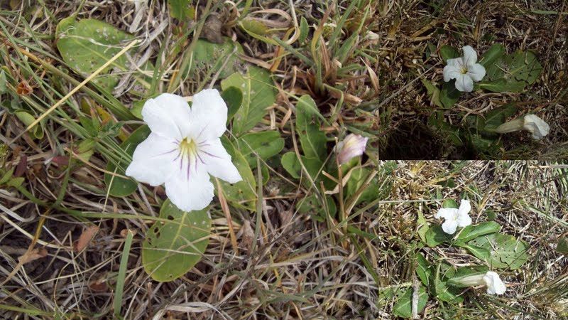 File:Ruellia morongii.jpg