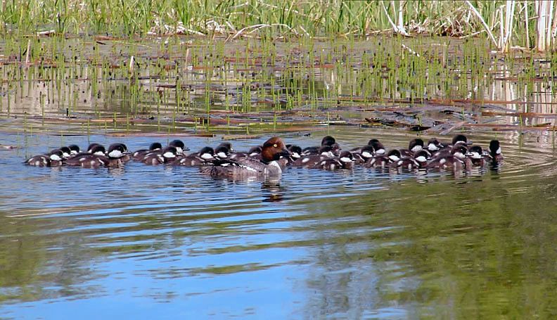 File:Sask duck.jpg