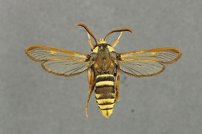 File:Sesia apiformis mounted.jpg