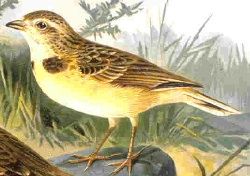 File:Shorttoedlark59.JPG