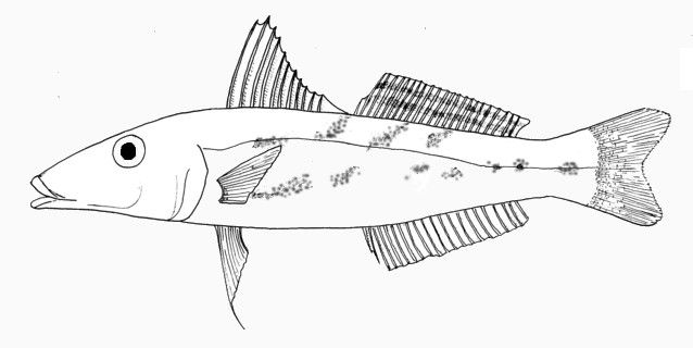 File:Sillago aeolus.jpg