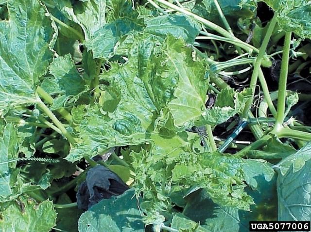 File:Squash mosaic virus Leaves.jpg