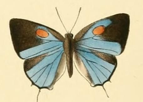 File:Strephonota tephraeus1.JPG