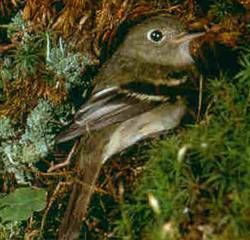 File:YellowbelliedFlycatcher23.jpg