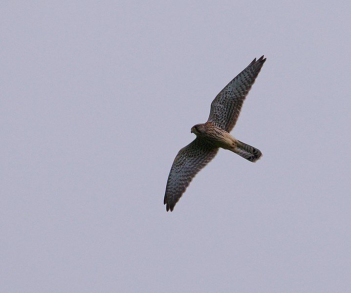 File:2016.08.21.-10-Buchklingen--Turmfalke-im Flug.jpg