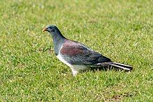 Full body photo of a parea in profile standing in a grassy field