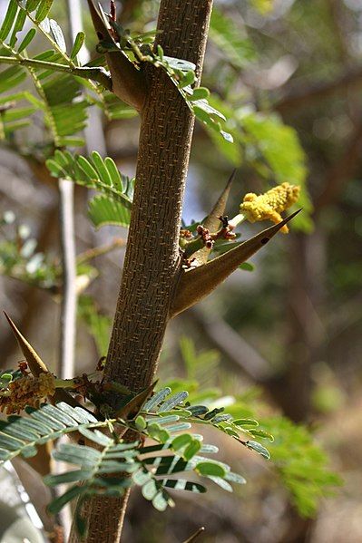 File:Acacia-collinsii.jpg