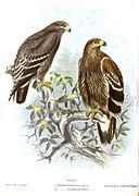 Illustration of Aquila nipalensis and A. heliaca by Vittorio Turati printed using the Sincromio process