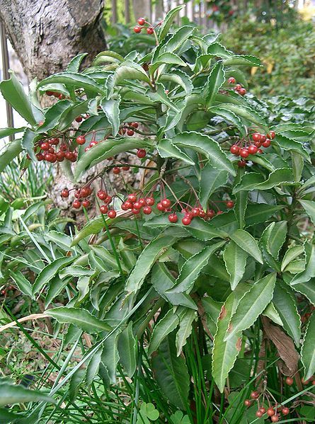 File:Ardisia crenata1.jpg