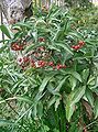 Ardisia crenata bearing fruit