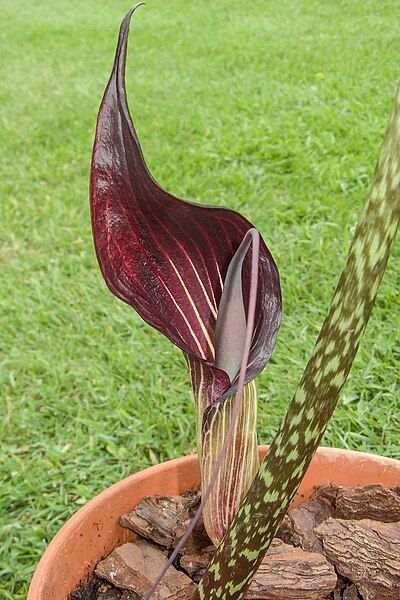 File:Arisaema speciosum 200614-04.jpg