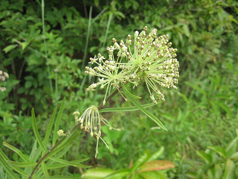 File:Asclepias hirtella.jpg