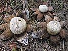 Fruit bodies of the false earthstar fungus