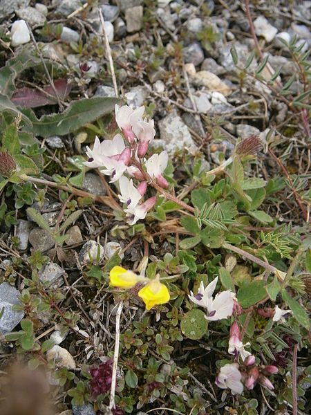 File:Astragalus australis 002.JPG