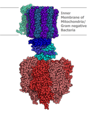 ATP Synthase