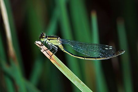 Austroagrion watsoni at Coenagrionidae, by JJ Harrison