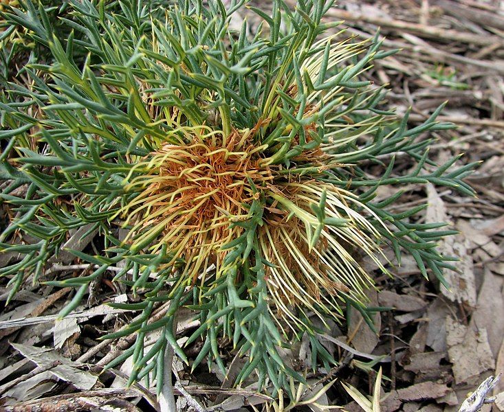 File:Banksia fraseri.jpg