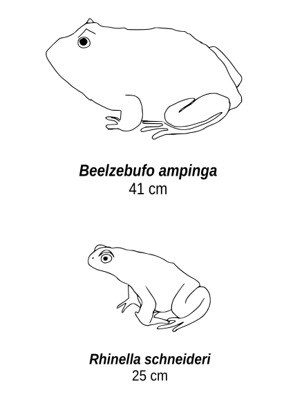 File:Beelzebufo ampinga comparison.svg