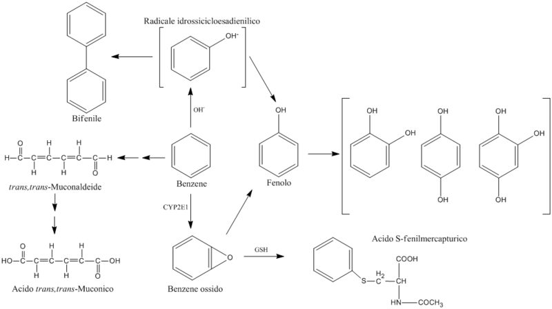 File:Benzene metabolism.png