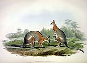 Brown wallabies