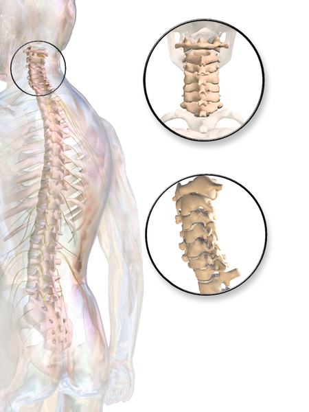 File:Blausen 0222 CervicalSpine.png