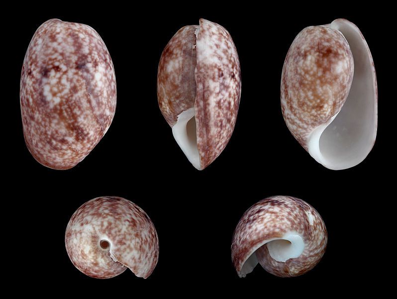 File:Bulla vernicosa 01.JPG