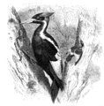 Illustration from Brehm's Tierleben, 1880