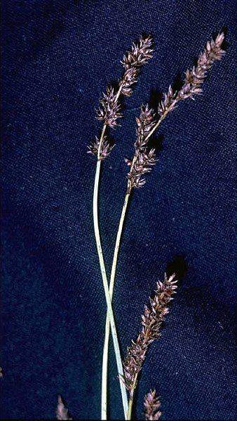 File:Carex diandra.jpg