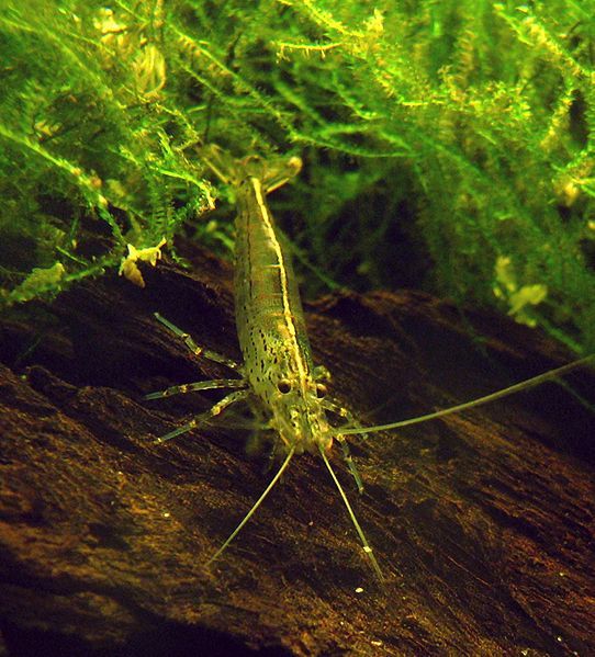 File:Caridina japonica.jpg