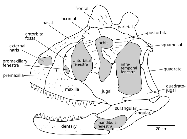 File:Carnotaurus skull diagram.svg