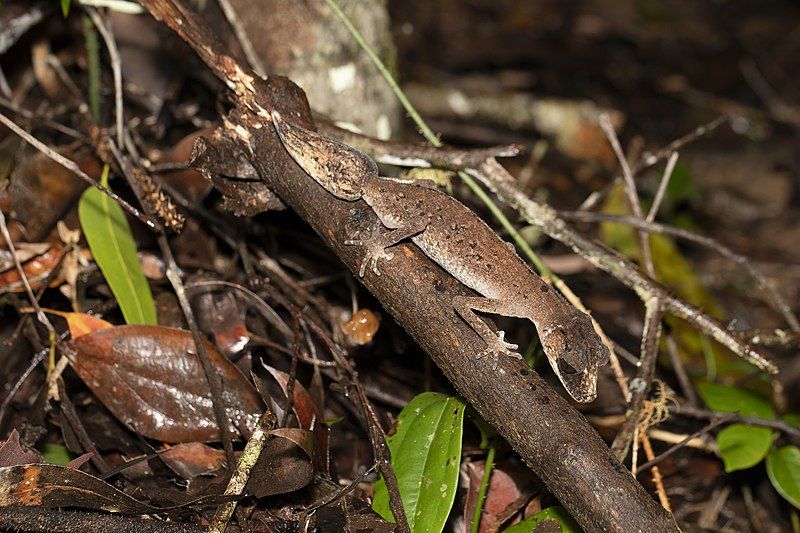 File:Carphodactylus laevis 114037251.jpg