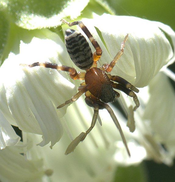 File:Castianeira variata P1070114a.jpg