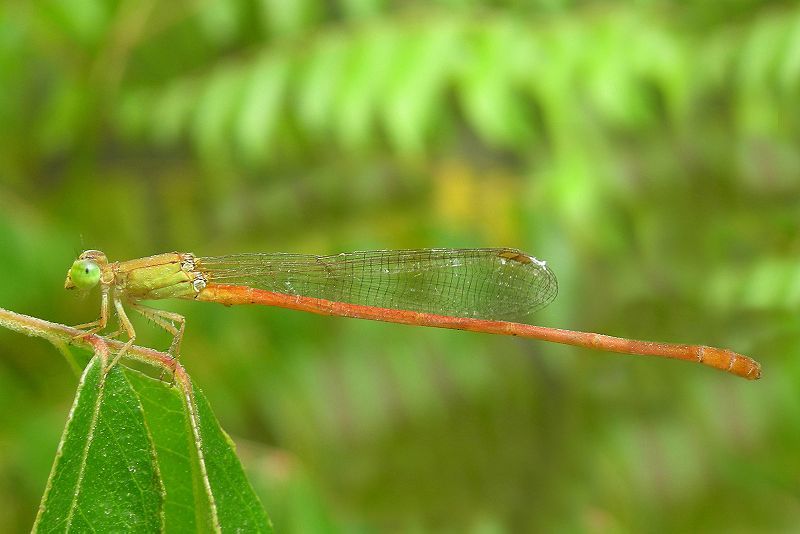 File:Ceriagrion glabrum edit3.jpg