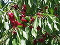 Cherries in Summerland, B.C.