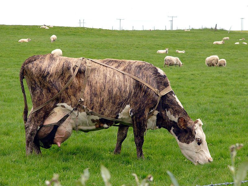 File:Cow in Iceland.jpg