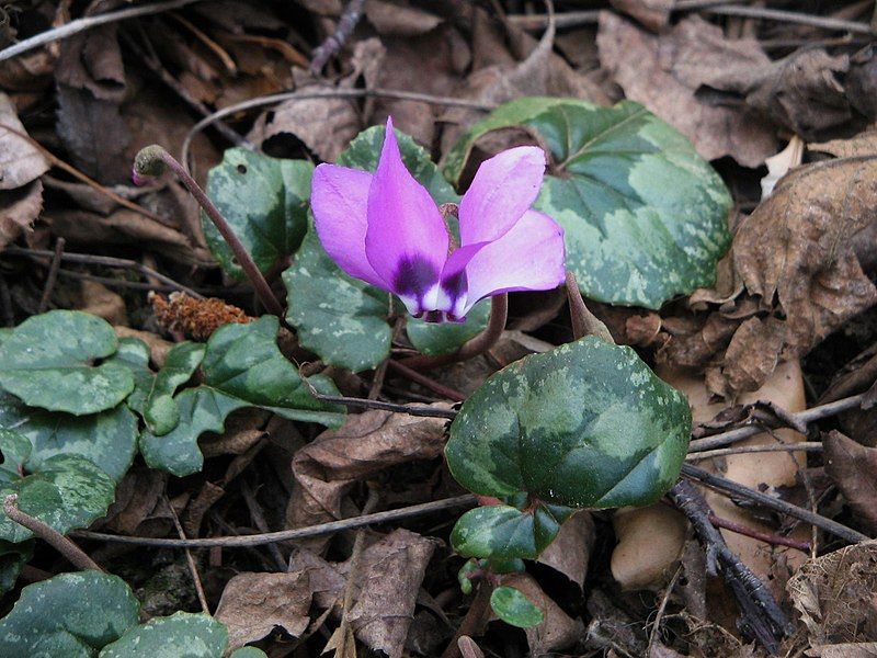 File:Cyclamen pseudibericum04.jpg