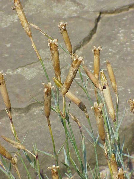 File:Dianthus caryophyllus0.jpg