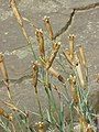 Dianthus caryophyllus seed heads