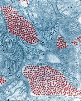 False-coloured electron micrograph of the mosquito salivary gland, showing Eastern equine encephalitis virus particles in red